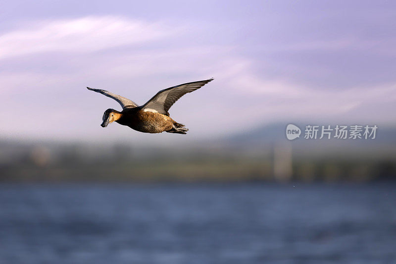 会飞的鸭子。日落天空背景。常见的红头潜鸭。(Aythya ferina)。
